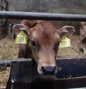 Calf poking head throuhg fence with ear tags on