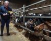 Clandeboye Estate Dairy Herd Looks to the Future with DNA Testing Photo