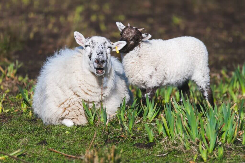 Sheep eating grass