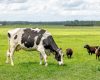 Changes to Northern Ireland’s Livestock Tag Prefix Photo